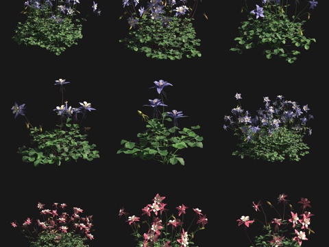  蓝花耧斗花草灌木3d模型 