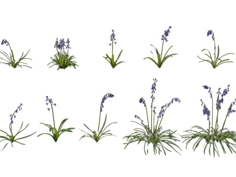  现代风信子花卉 蓝铃花 紫色花卉 户外风信子花草花卉 庭院绿3d模型 