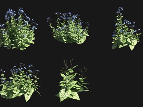  大叶牛舌草花草花园植物3d模型 