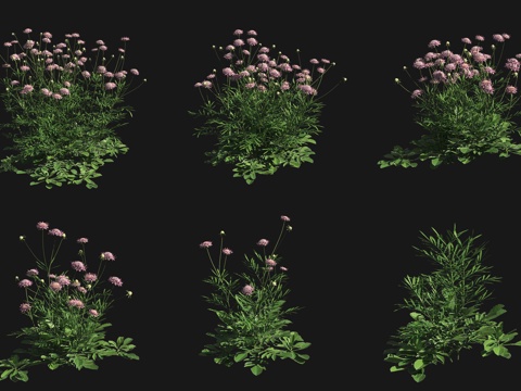  紫盆花花草灌木3d模型 