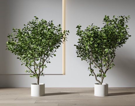  植物盆栽 绿植盆栽3d模型 