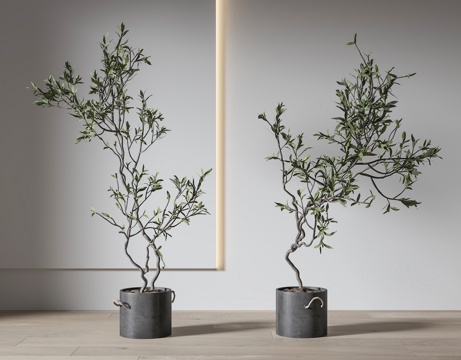  植物盆栽 绿植盆栽3d模型 