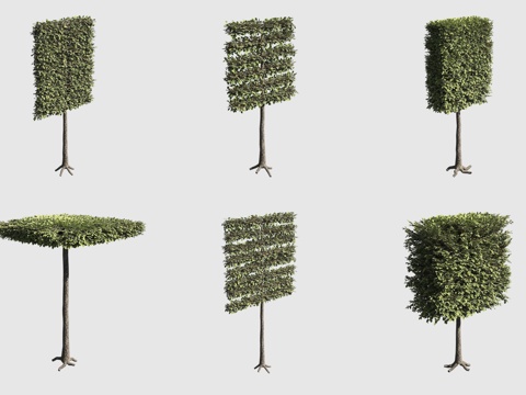  欧洲椴树灌木绿篱观赏性植物3d模型 