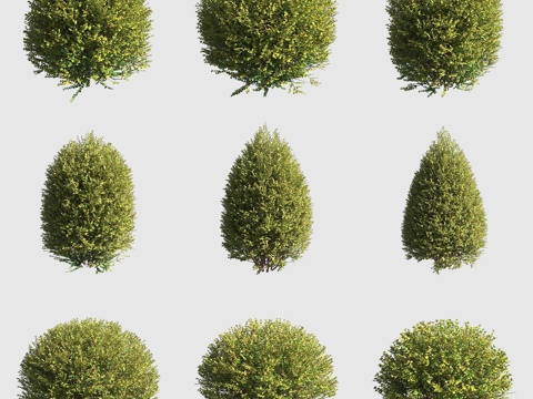  金叶亮绿忍冬灌木绿篱观赏性植物3d模型 