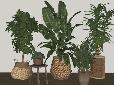  植物组合 盆栽组合 树池植物组合su模型 