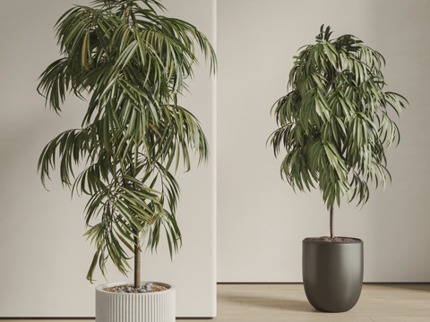  现代盆栽植物组合 落地植物 绿植 盆栽 盆景 长叶竹柏su模型 