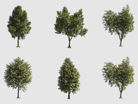  欧洲椴欧洲菩提树行道树3d模型 