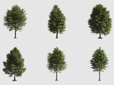  欧洲椴欧洲菩提树行道树3d模型 