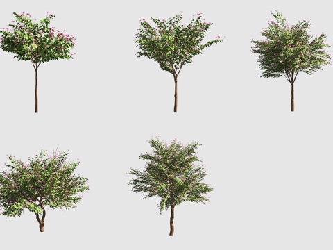  紫羊蹄甲行道树3d模型 