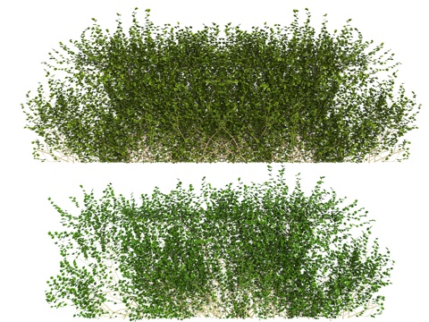  藤蔓 爬墙植物 爬藤墙 爬山虎 常春藤 藤蔓藤条绿植3d模型 