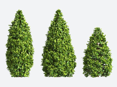  观赏植物 造型树 园艺 灌木3d模型 