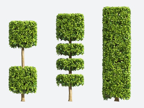  观赏植物 造型树 园艺 灌木3d模型 