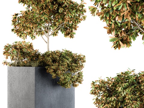  植物盆景3d模型 