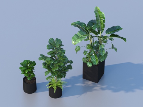  花盆 盆栽 绿植 植物3d模型 