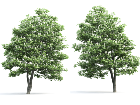  大树 行道树 乔木 树池3d模型 