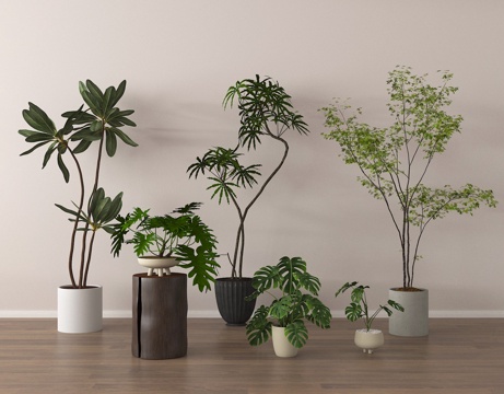  盆栽 盆景 绿植su模型 