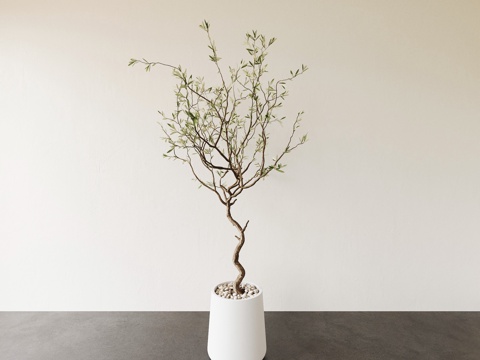  花盆 盆栽 植物3d模型 