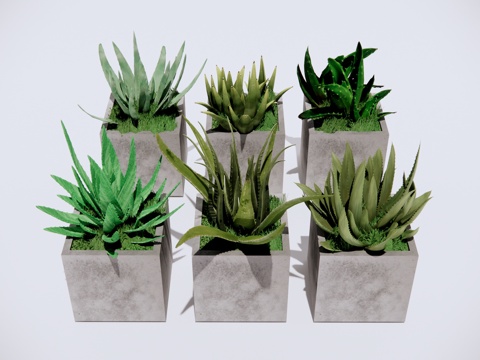  芦荟绿植 盆栽植物su模型 