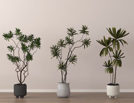  盆栽 绿植 盆景 植物3d模型 