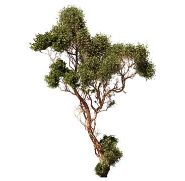  绿植盆栽 阳台绿植 平台盆栽 装饰绿植 户外绿植 室外绿植3d模型 