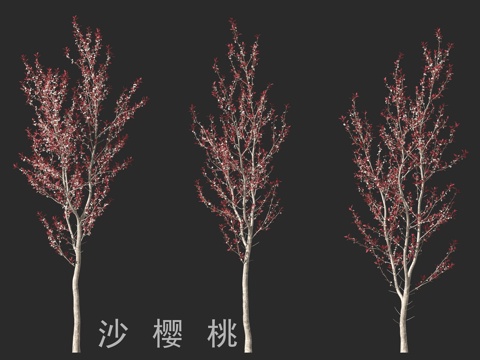  沙樱桃3d模型 