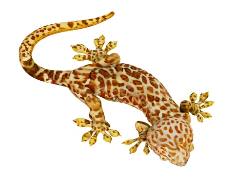  蜥蜴，小蜥蜴，豹纹壁虎，四脚蛇，爬行动物，卡通，动物，3d模型 