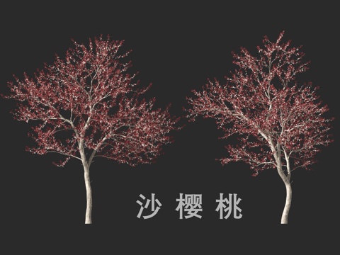  沙樱桃3d模型 