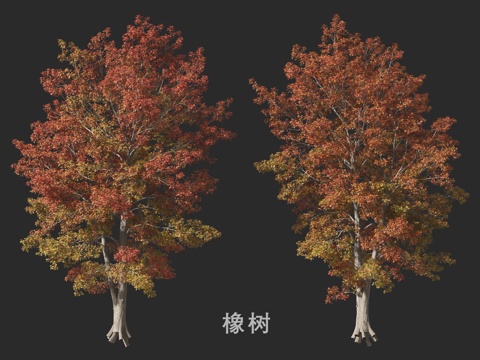  橡树3d模型 