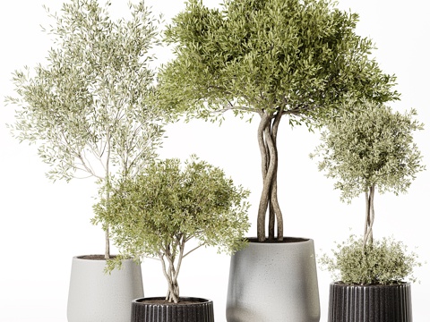  绿植盆栽3d模型 