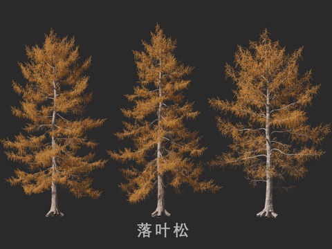  落叶松3d模型 