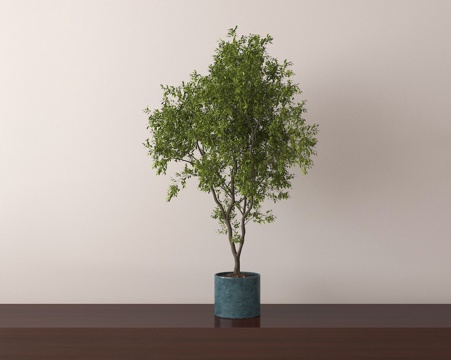  盆栽 盆景 绿植 植物3d模型 