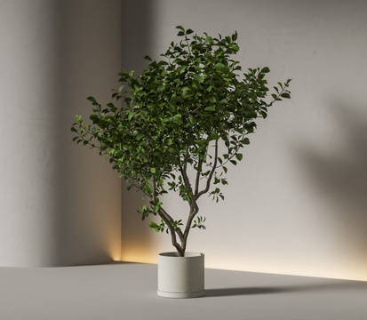  植物盆栽 绿植盆栽su模型 