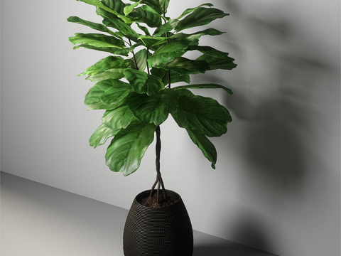  现代绿植 植物盆栽 室内绿植 榕树 榕树盆栽 绿色植物 植物3d模型 