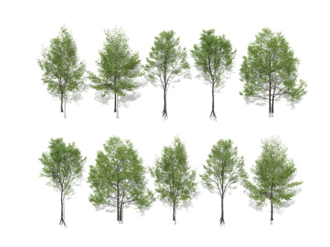  现代乔木 行道树 景观树 庭院树 常绿 丛生乔木 落叶乔木组3d模型 