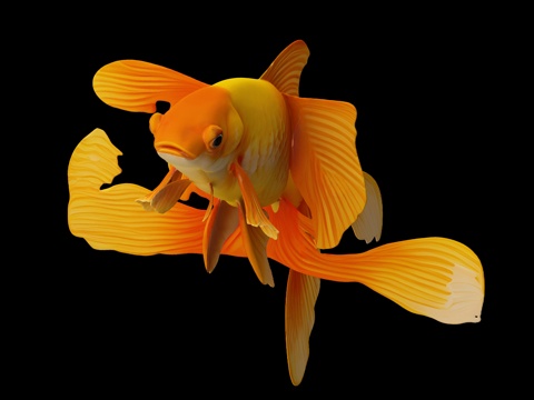  鱼，金鱼，金龙鱼，锦鲤，观鲤鱼，淡水鱼，鱼类 冷水鱼，金鱼，3d模型 