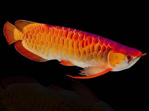  鱼，金鱼，金龙鱼，锦鲤，观鲤鱼，淡水鱼，鱼类 冷水鱼，金鱼，3d模型 