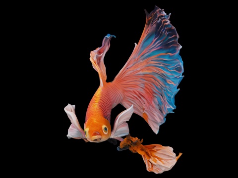  鱼，金鱼，金龙鱼，锦鲤，观鲤鱼，淡水鱼，鱼类 冷水鱼，金鱼，3d模型 