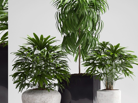  绿植盆栽3d模型 