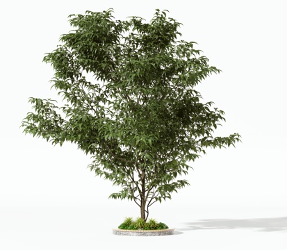  现代树木乔木灌木3d模型 