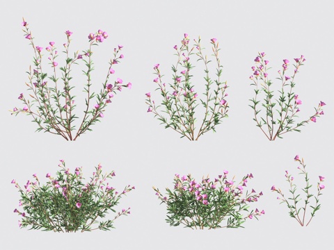  花草 灌木3d模型 