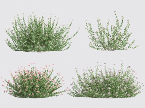  花草灌木3d模型 