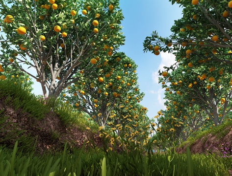  树 果树  橘子树   花草3d模型 
