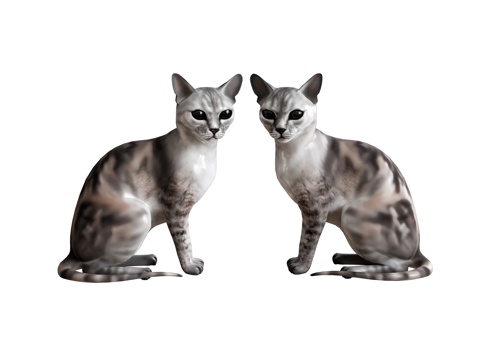  猫咪动物家猫su模型 