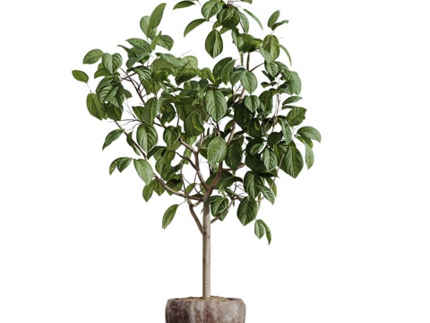  盆栽 室内植物 花盆3d模型 