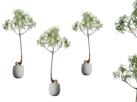 现代简约植物盆栽 植物盆栽 简约植物盆栽 装饰植物3d模型 