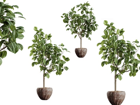  现代简约植物盆栽 植物盆栽 简约植物盆栽3d模型 