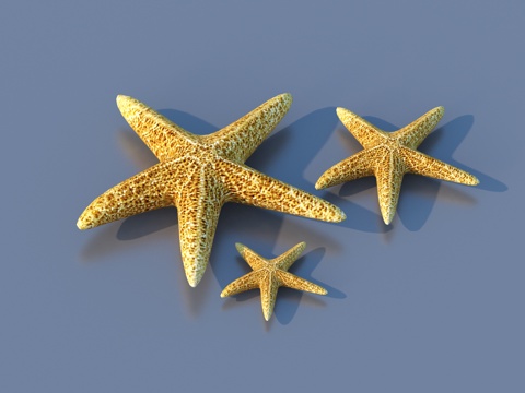  海星 软体动物 海底世界3d模型 