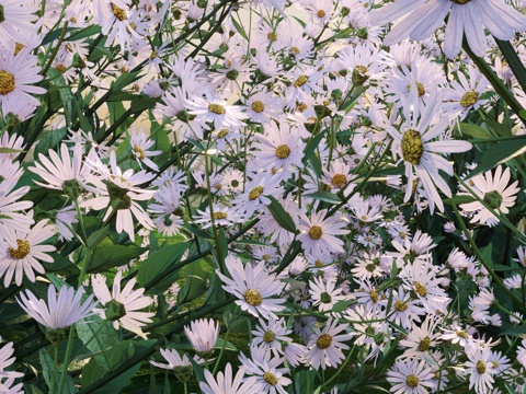  花 植物 小雏菊3d模型 
