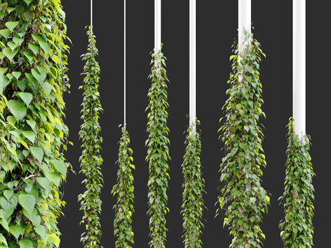  常春藤 爬山虎 植物柱子3d模型 