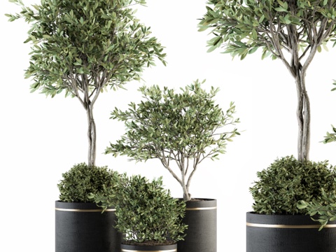  绿植盆栽3d模型 